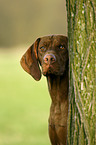 shorthaired Magyar Vizsla