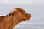 shorthaired Magyar Vizsla