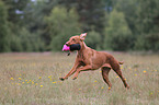 shorthaired Magyar Vizsla