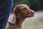 shorthaired Magyar Vizsla