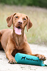 shorthaired Magyar Vizsla