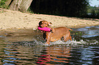 shorthaired Magyar Vizsla