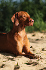 shorthaired Magyar Vizsla