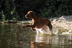 shorthaired Magyar Vizsla