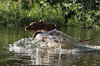 shorthaired Magyar Vizsla