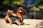 shorthaired Magyar Vizsla and Yorkshire Terrier