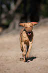 running Magyar Vizsla