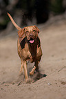 running Magyar Vizsla