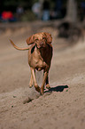 running Magyar Vizsla