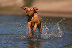 running Magyar Vizsla