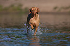 running Magyar Vizsla