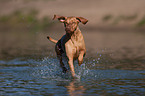 running Magyar Vizsla