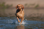 running Magyar Vizsla