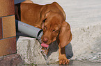 shorthaired Magyar Vizsla Puppy