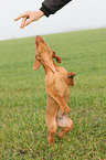 shorthaired Magyar Vizsla Puppy
