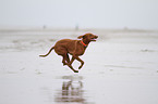 running shorthaired Magyar Vizsla