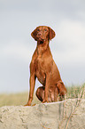 shorthaired Magyar Vizsla