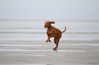 running shorthaired Magyar Vizsla