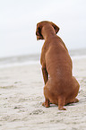 shorthaired Magyar Vizsla