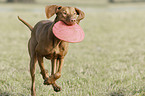 playing shorthaired Magyar Vizsla