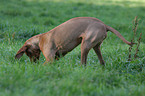 digging Magyar Vizsla