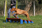 shorthaired Magyar Vizsla at agility