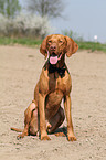 sitting shorthaired Magyar Vizsla