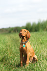 young shorthaired Magyar Vizsla