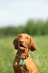 young shorthaired Magyar Vizsla