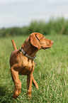 young shorthaired Magyar Vizsla