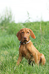 young shorthaired Magyar Vizsla