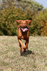 running shorthaired Magyar Vizsla