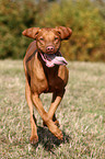 running shorthaired Magyar Vizsla