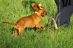 young Magyar Vizsla