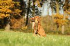 retrieving shorthaired Magyar Vizsla