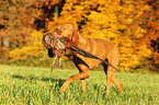 retrieving shorthaired Magyar Vizsla