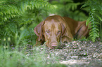 shorthaired Magyar Vizsla