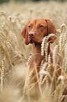 shorthaired Magyar Vizsla portrait