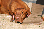 lying shorthaired Magyar Vizsla