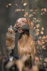 shorthaired Magyar Vizsla with dummy