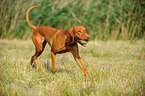 playing shorthaired Magyar Vizsla