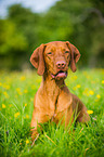 lying shorthaired Magyar Vizsla