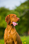 shorthaired Magyar Vizsla portrait
