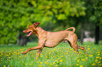 running shorthaired Magyar Vizsla