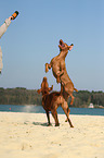 2 shorthaired Magyar Vizslas