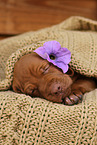 Magyar Vizsla Puppy