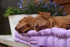 Magyar Vizsla Puppies