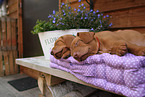 Magyar Vizsla Puppies