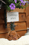 Magyar Vizsla Puppy