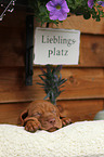 Magyar Vizsla Puppy